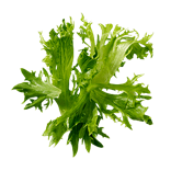 Alface Greenapolo