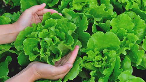 Fornecedores Locais - Segurança Alimentar